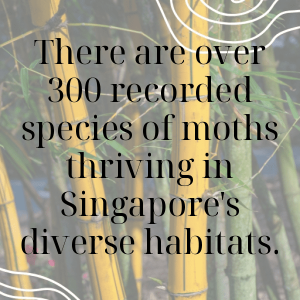 Moth Captions Image For Instagram-o78RDw