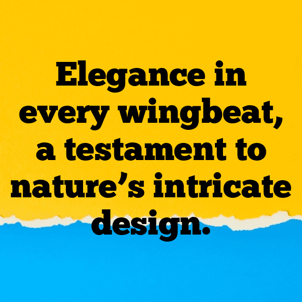 Moth Captions Image For Instagram-xG6rBH