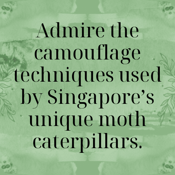 Moth Captions Photo For Instagram-xKzB47