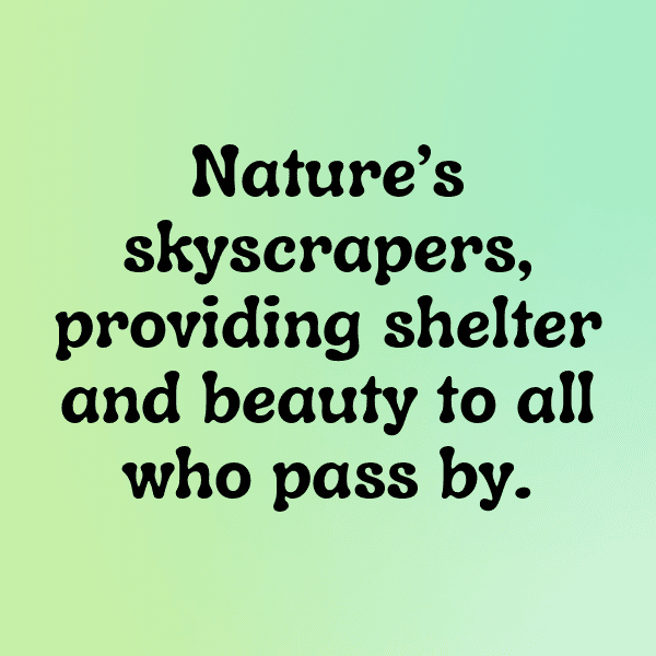 Mulberry Captions Photo For Instagram-RWcfFU