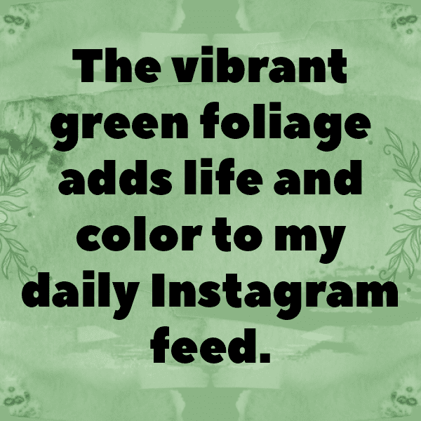 Mulberry Captions Photo For Instagram-ys0Gpy