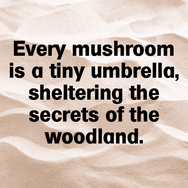 Mushroom Captions Image For Instagram-X61bni