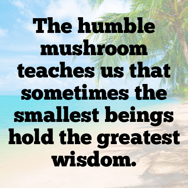 Mushroom Captions Photo For Instagram-LVX7AF