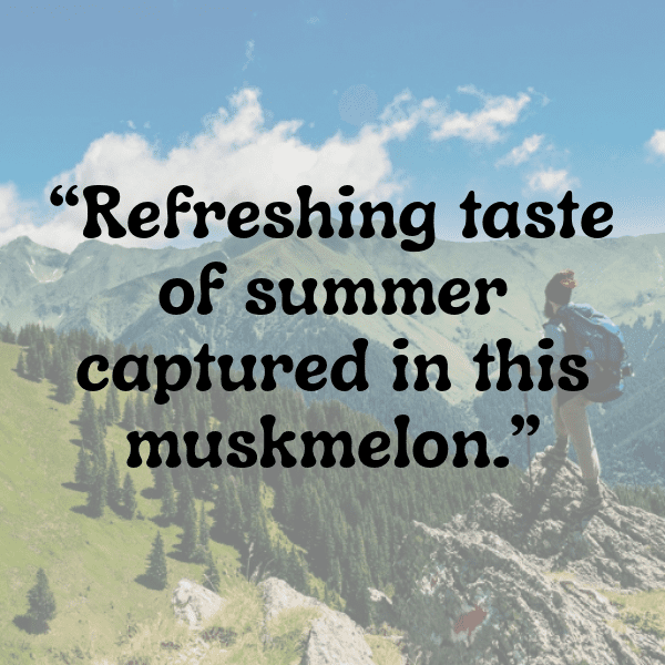 Muskmelon Captions Image For Instagram-h2xdw8