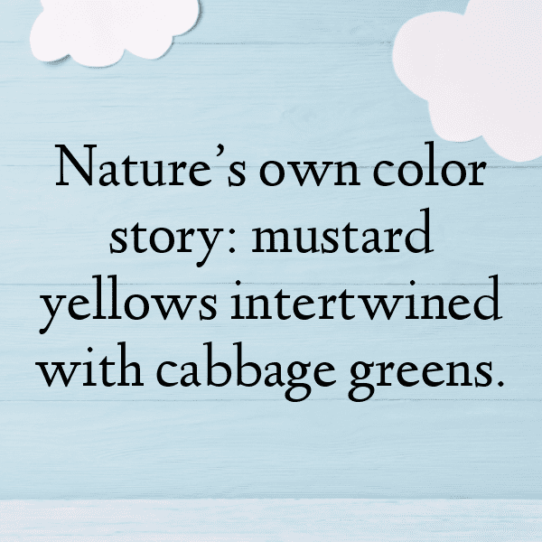 Mustard Cabbage Captions Photo For Instagram-5jbBt4