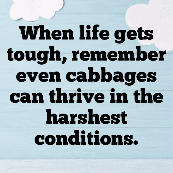 Napa Cabbage Captions Photo For Instagram-SrkhYg