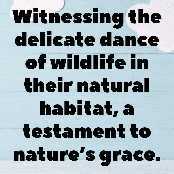 Nature Escape Captions Image for Instagram-aptwwt