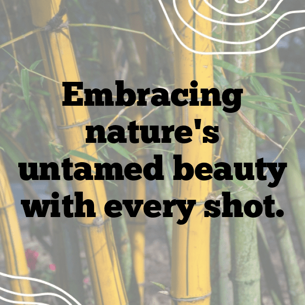 Nature Photography Captions Photo for Instagram-kHKLmq