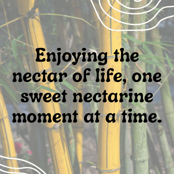 Nectarine Captions Image For Instagram-r3xs5A