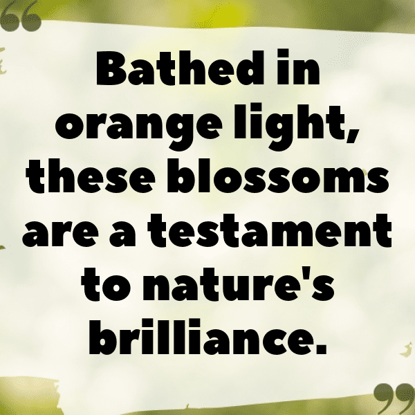 Orange Captions Image For Instagram-0mndwP