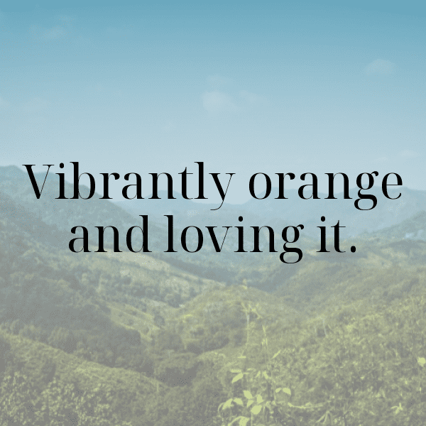 Orangelo Captions Image For Instagram-4TkHgD