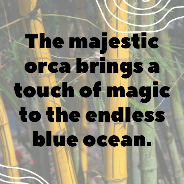 Orca Captions Image For Instagram-hILCwP