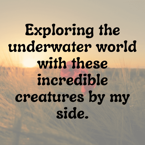 Orca Captions Image For Instagram-neKOEd