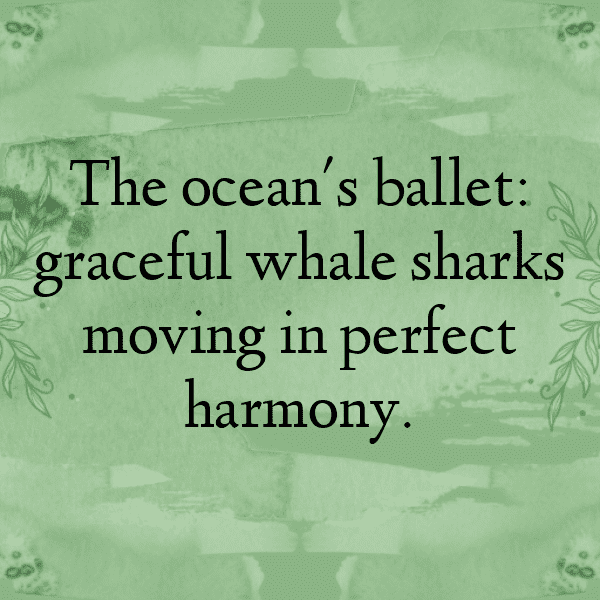 Orca Captions Image For Instagram-OGYJqq