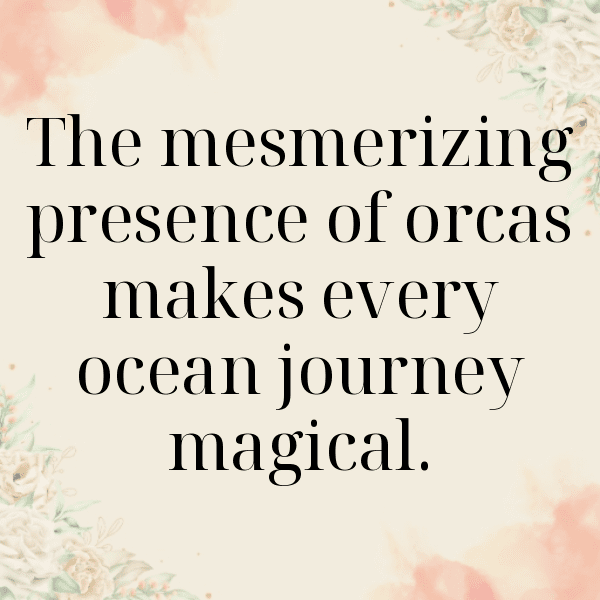 Orca Captions Photo For Instagram-2KWwrT