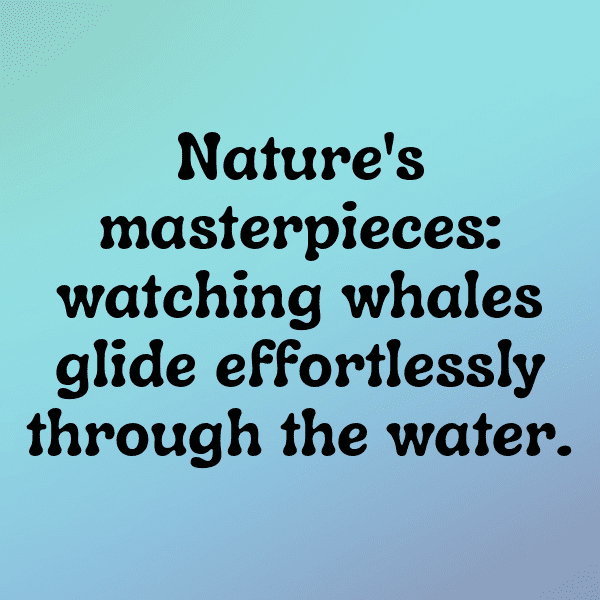 Orca Captions Photo For Instagram-DuIPSD