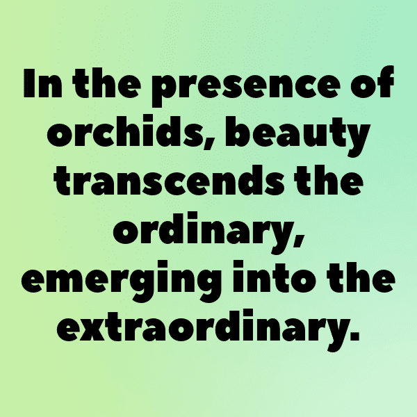 Orchid Captions Image For Instagram-00Cr6b