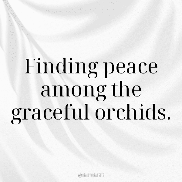 Orchid Captions Image For Instagram-z0rHwc