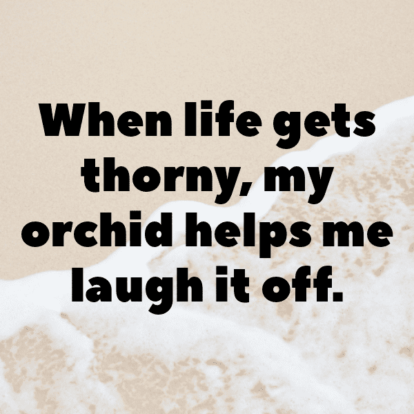 Orchid Captions Photo For Instagram-7hdvoe