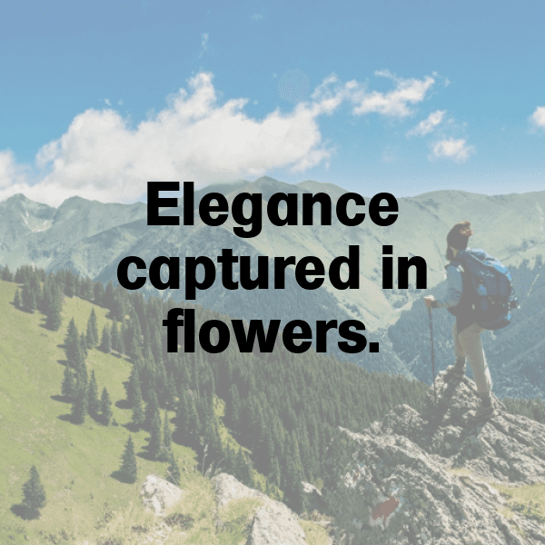 Orchid Captions Photo For Instagram-KjBvrz