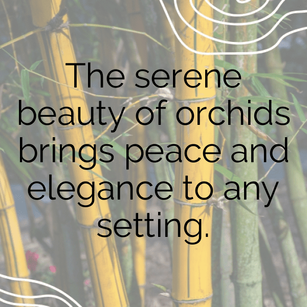 Orchid Captions Photo For Instagram-wXKXRz