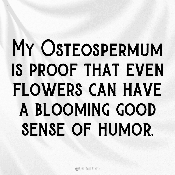 Osteospermum Captions Photo For Instagram-1TYOFW