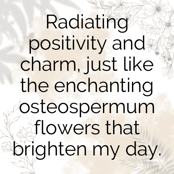 Osteospermum Captions Photo For Instagram-adTJmk