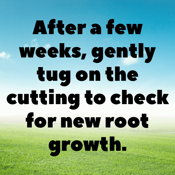 Osteospermum Captions Photo For Instagram-fGSSma