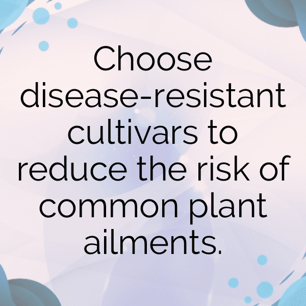 Osteospermum Captions Photo For Instagram-tx6pPx