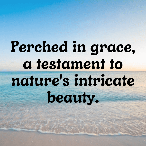 Owl Captions Image For Instagram-fdjNlG