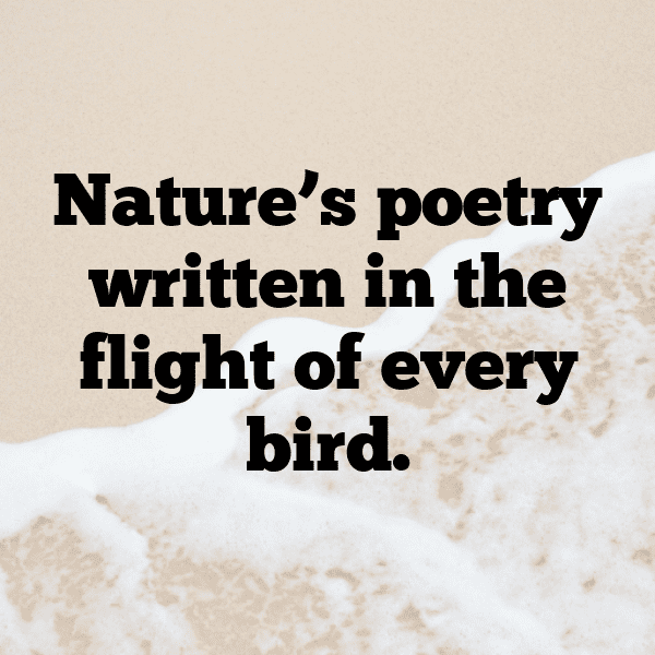 Owl Captions Image For Instagram-qVYIeH