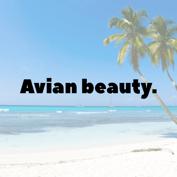 Owl Captions Image For Instagram-z5teF9