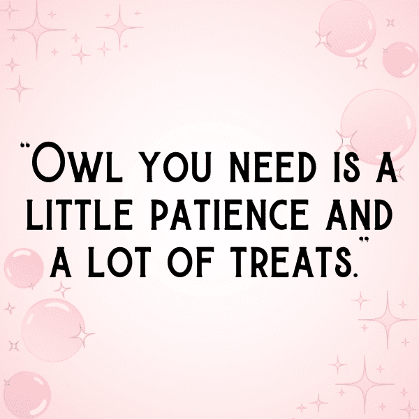 Owl Captions Photo For Instagram-23EDys