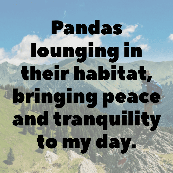 Panda Captions Photo For Instagram-bM37eK