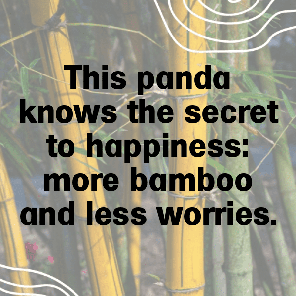 Panda Captions Photo For Instagram-oJq5fa