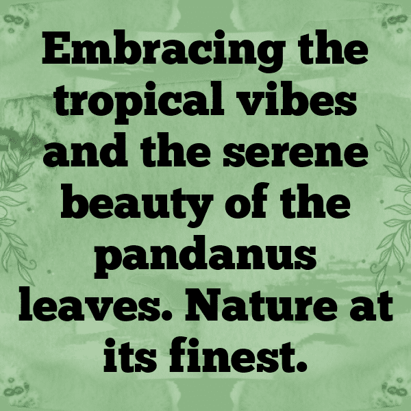 Pandanus Captions Image For Instagram-zxCSL6
