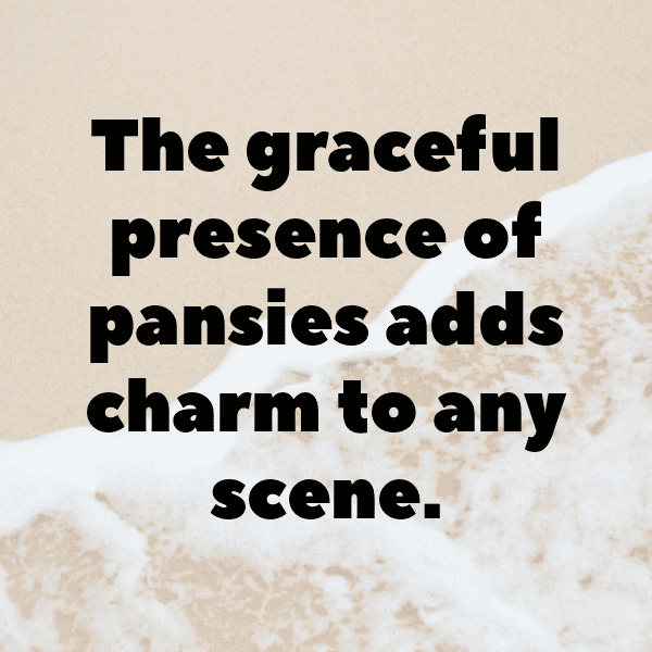 Pansy Captions Image For Instagram-At8LfM