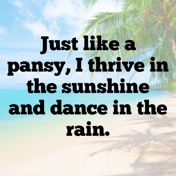 Pansy Captions Image For Instagram-XiIW6D