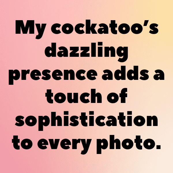 Parrot Captions Image For Instagram-HVVE7k