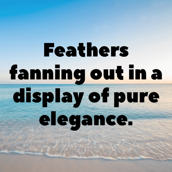 Parrot Captions Photo For Instagram-BisiAF