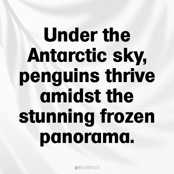 Penguin Captions Photo For Instagram-dhTmvf