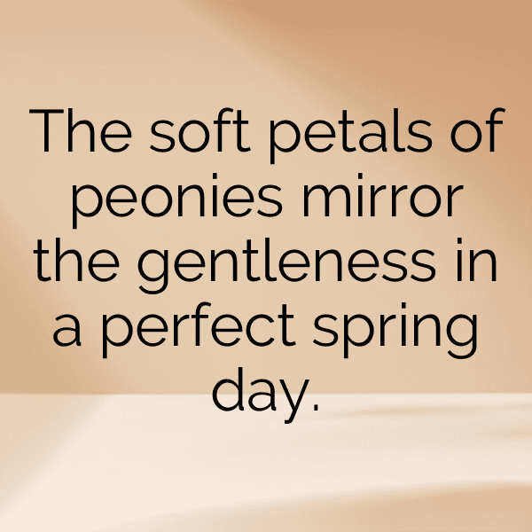 Peony Captions Photo For Instagram-mzftGS