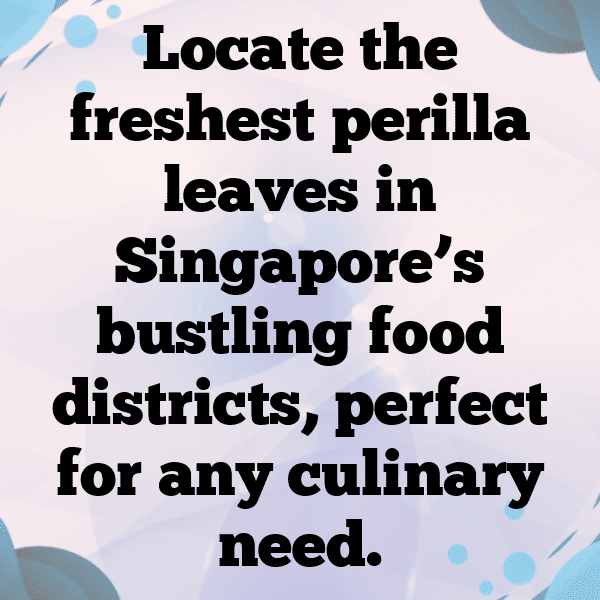 Perilla Captions Photo For Instagram-VXNrzN