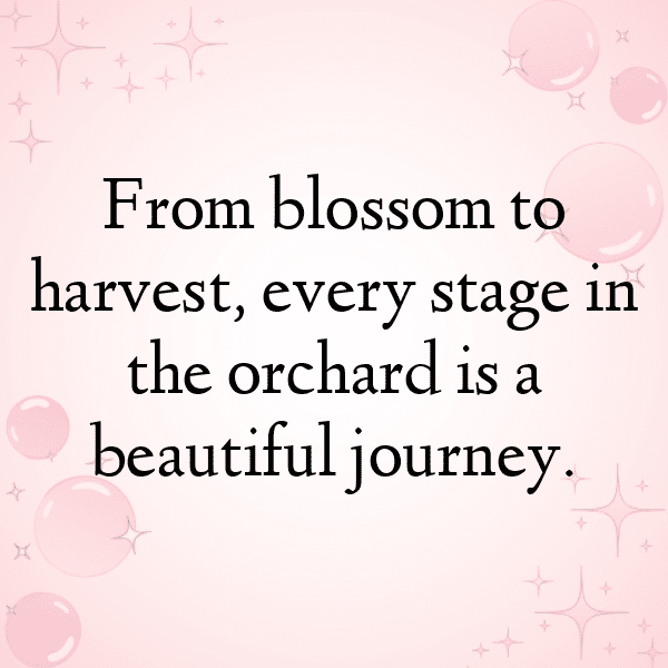 Persimmon Captions Photo For Instagram-TKPWUz