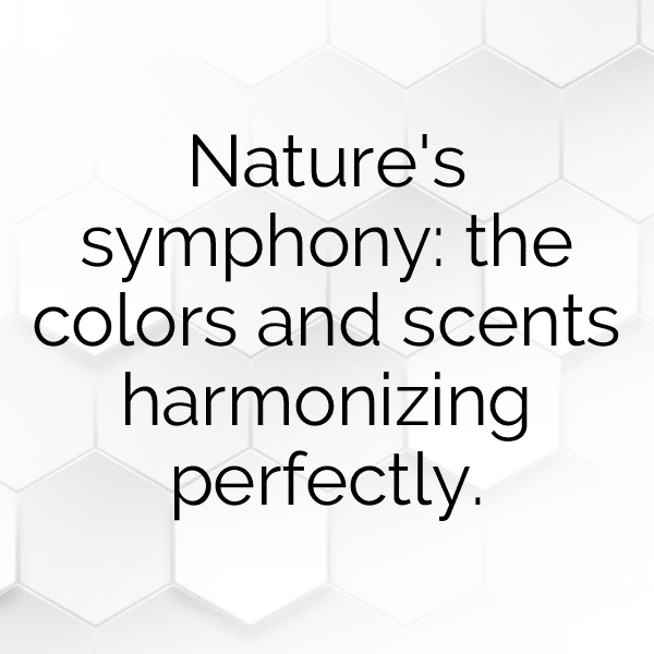 Persimmon Captions Photo For Instagram-yXRjbP