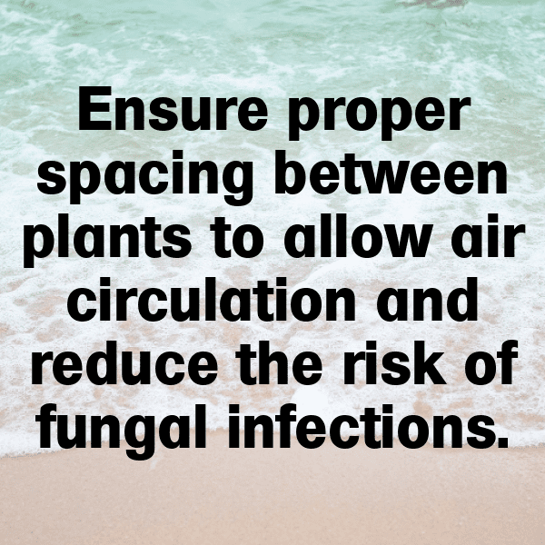 Petunia Captions Image For Instagram-X04KCB