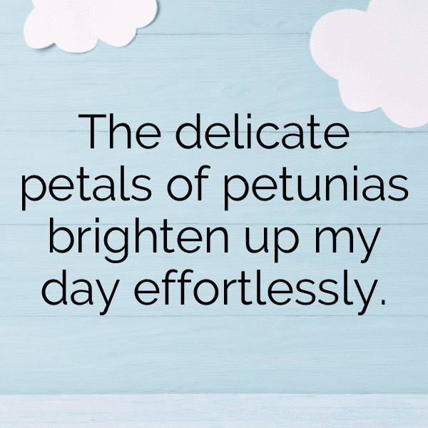 Petunia Captions Photo For Instagram-foLVL2
