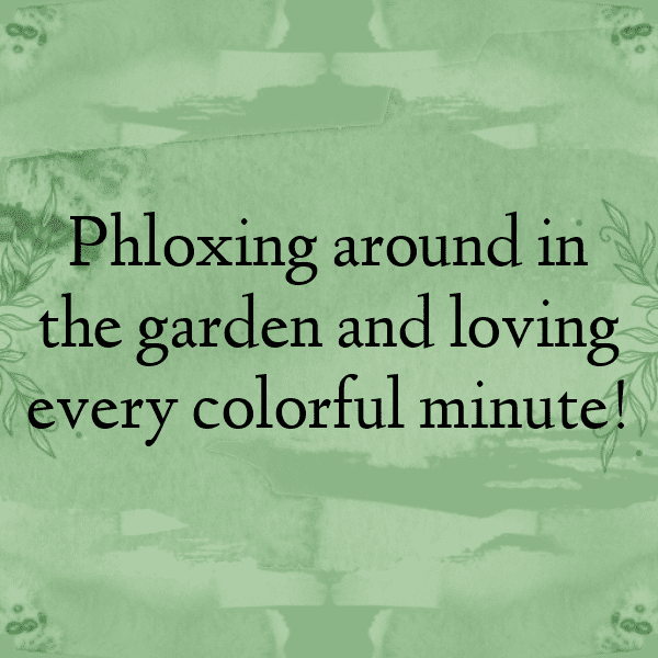 Phlox Captions Photo For Instagram-ZMZkhy