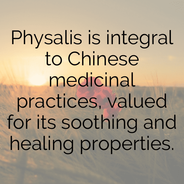 Physalis Captions Image For Instagram-WF4dbH