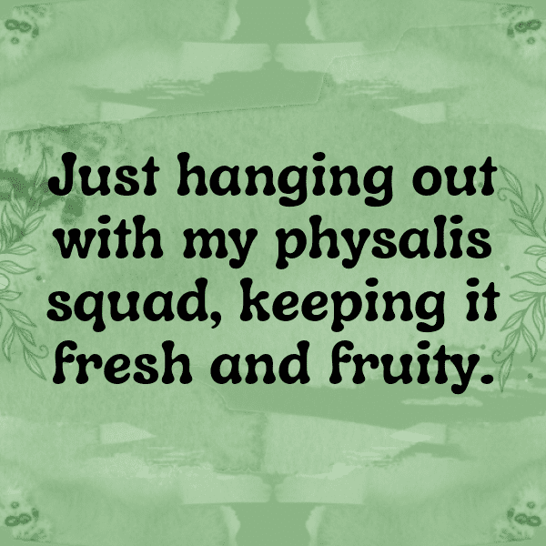 Physalis Captions Photo For Instagram-fpM1Zi